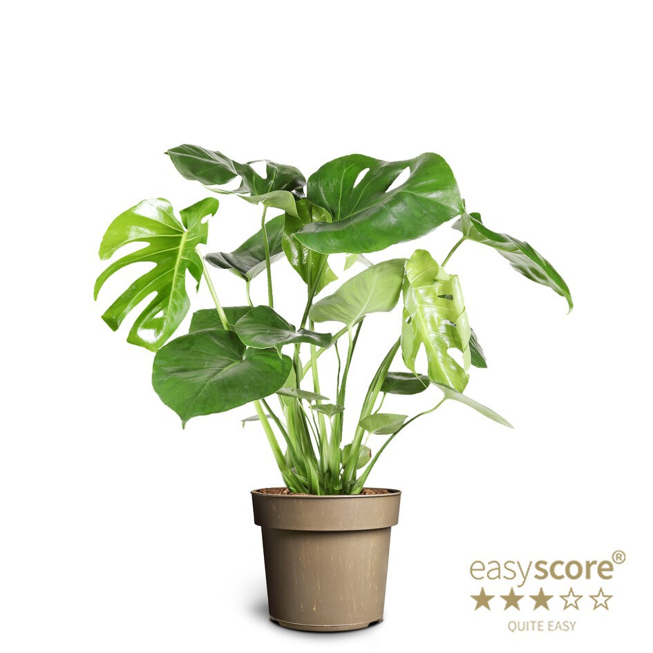 MONSTERA DELICIOSA 'TAURII', D 17 cm