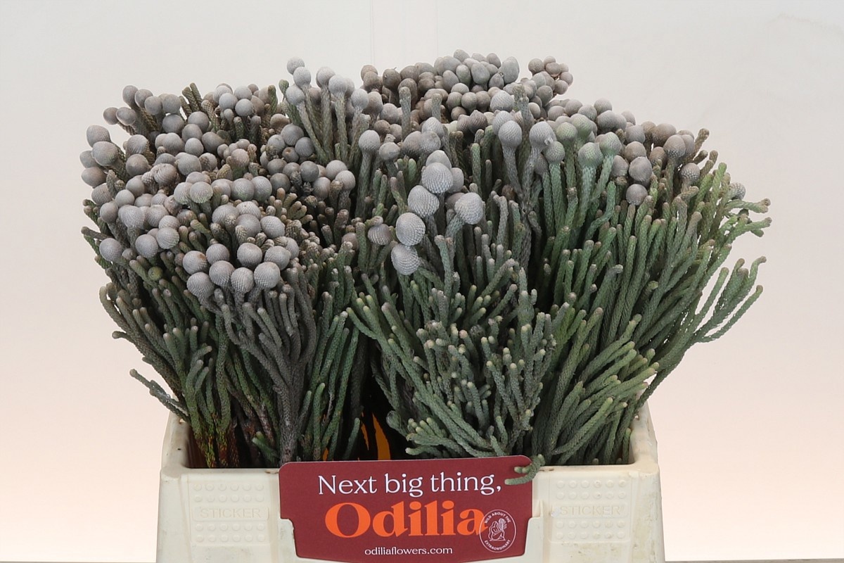 Бруния Лаевис 40, шт.