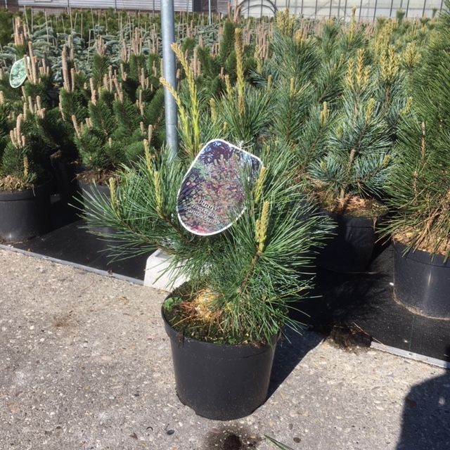 Pinus mont Ammerland, D 26 cm