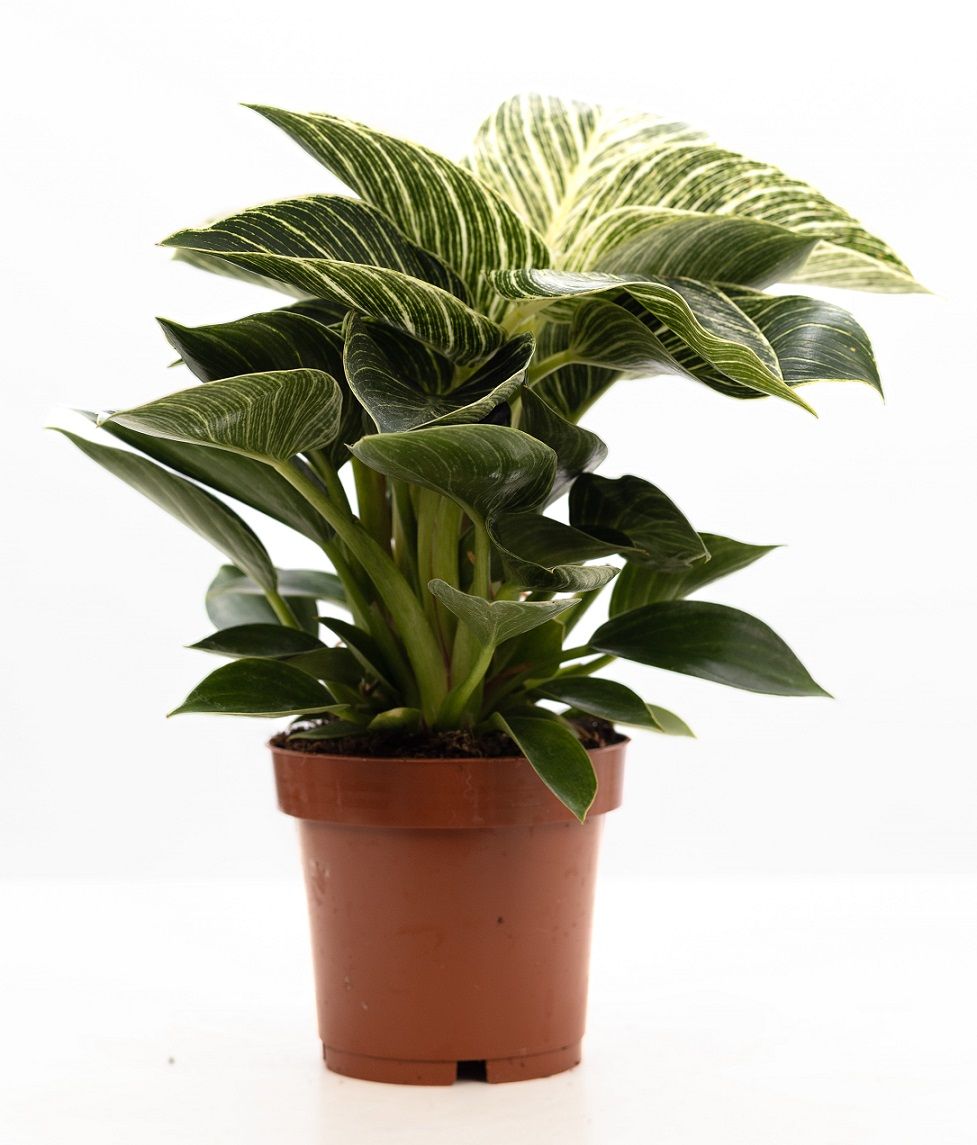 Philodendron White Wave P&PURE Collection, D 12