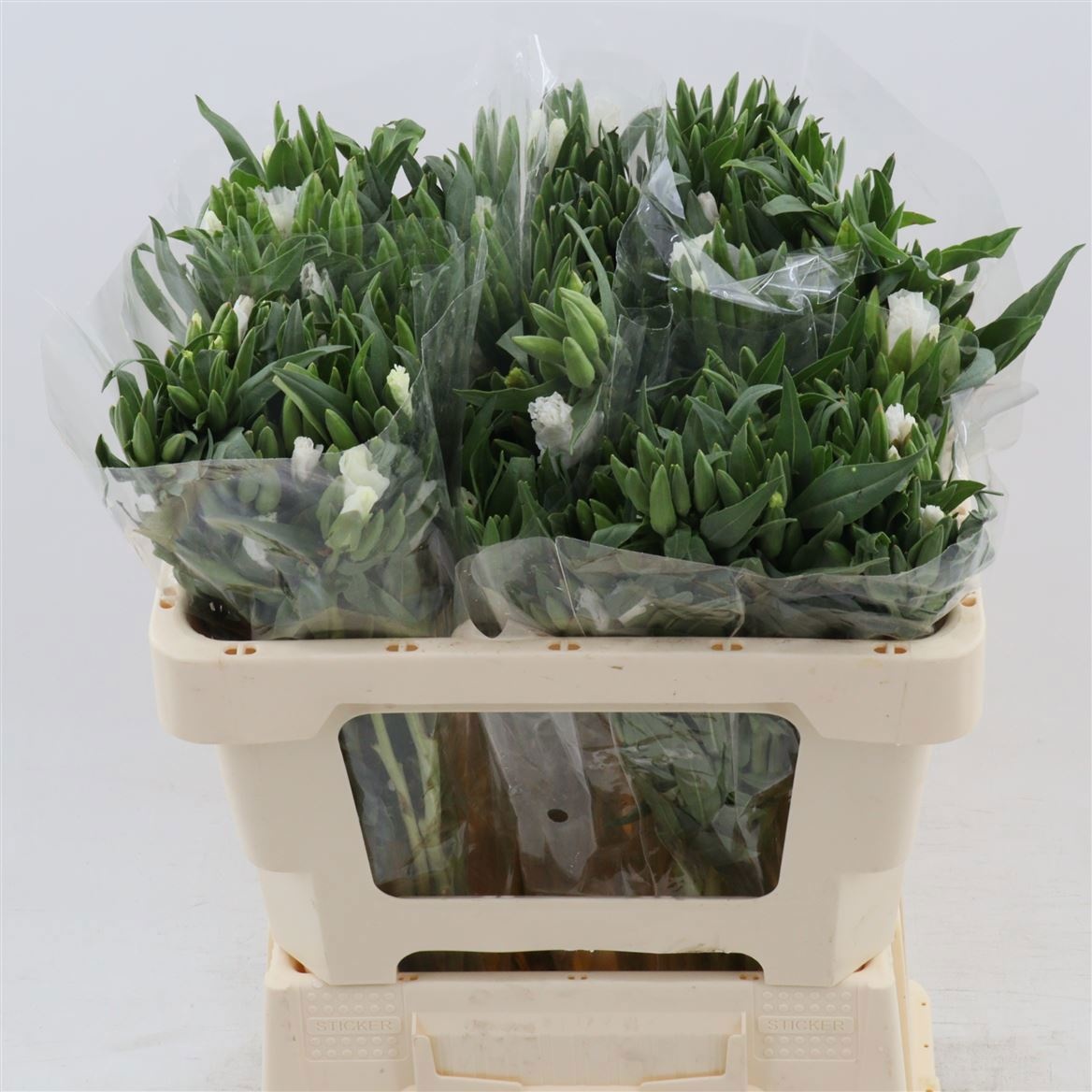 Кларкия Грейс Вайт 50, шт.