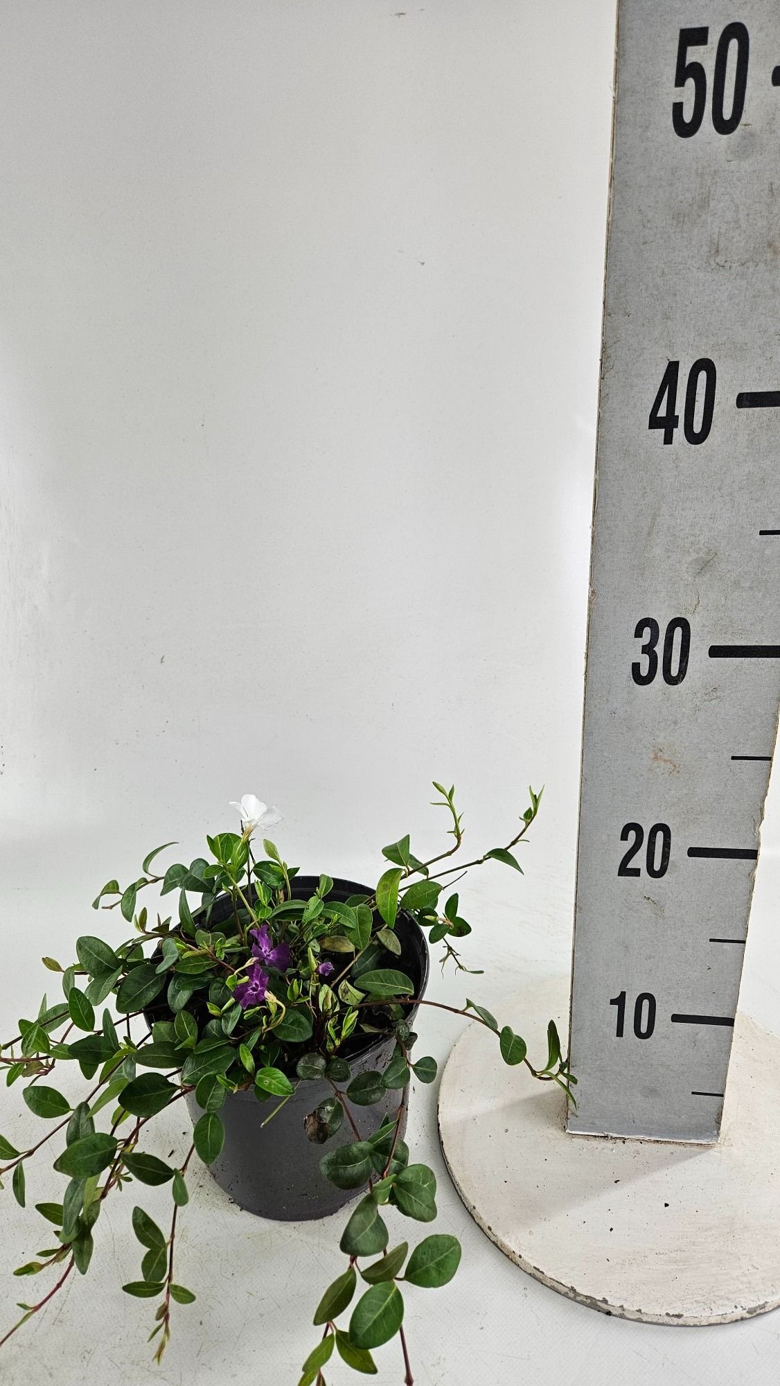 Vinca minor 'Duo' red/white, D 15