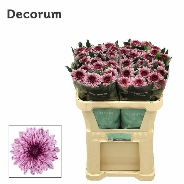 Хризантема од. Пип 70, шт.