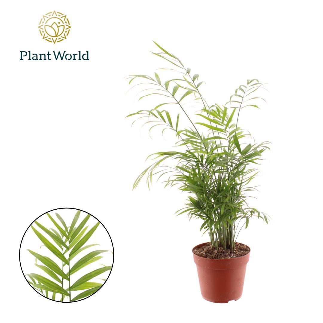 Chamaedorea elegans, D 14