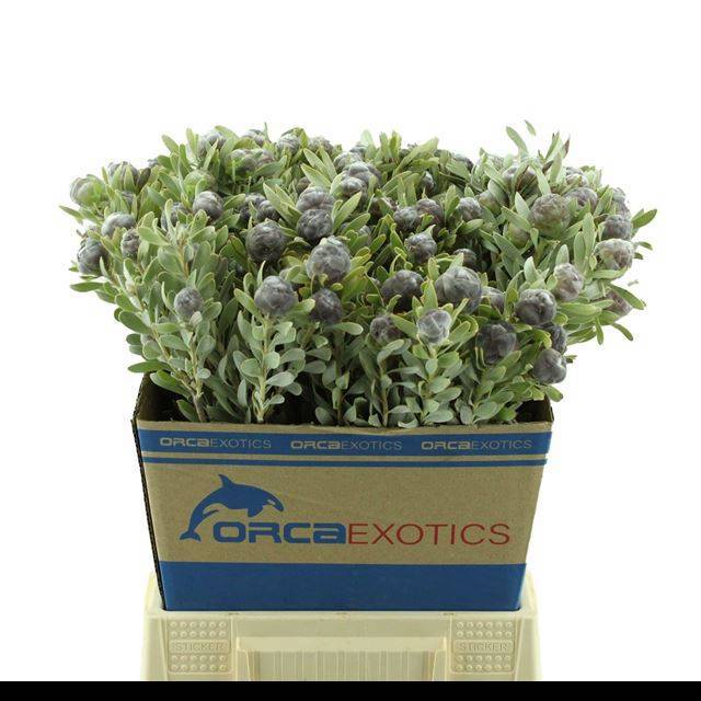 Леукадендрон Пубесценс 50, шт.