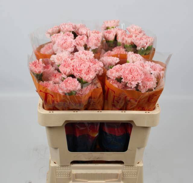 Диантус од. Джоди (роз.), шт.