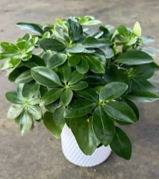 Счеффлера Гидропоник Дак Фут Три Лакшери 11 25