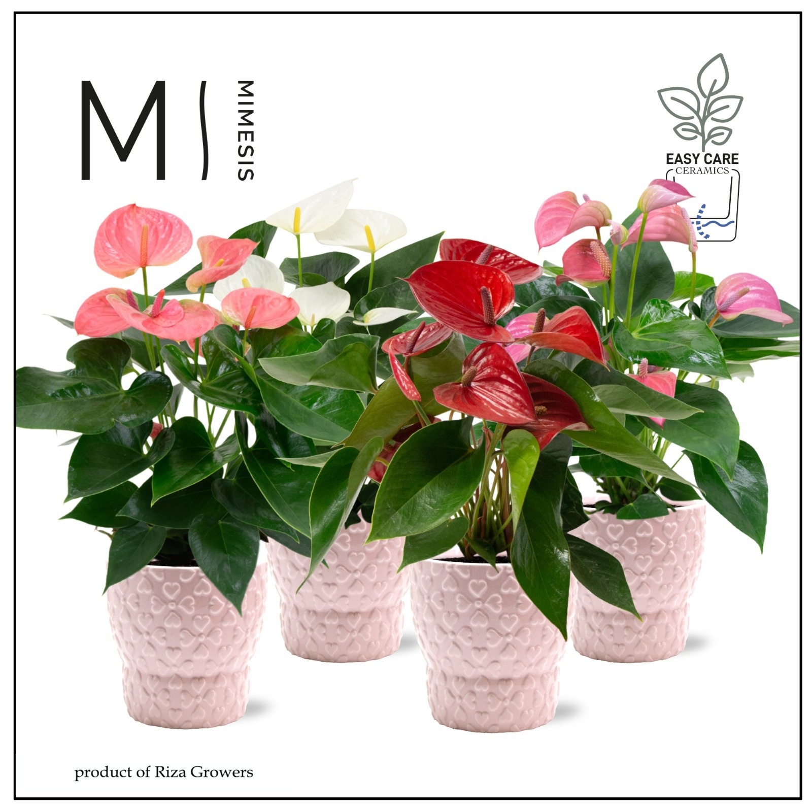 Mimesis Anthurium KARMA Various mix - 12cm - Verona, D 12