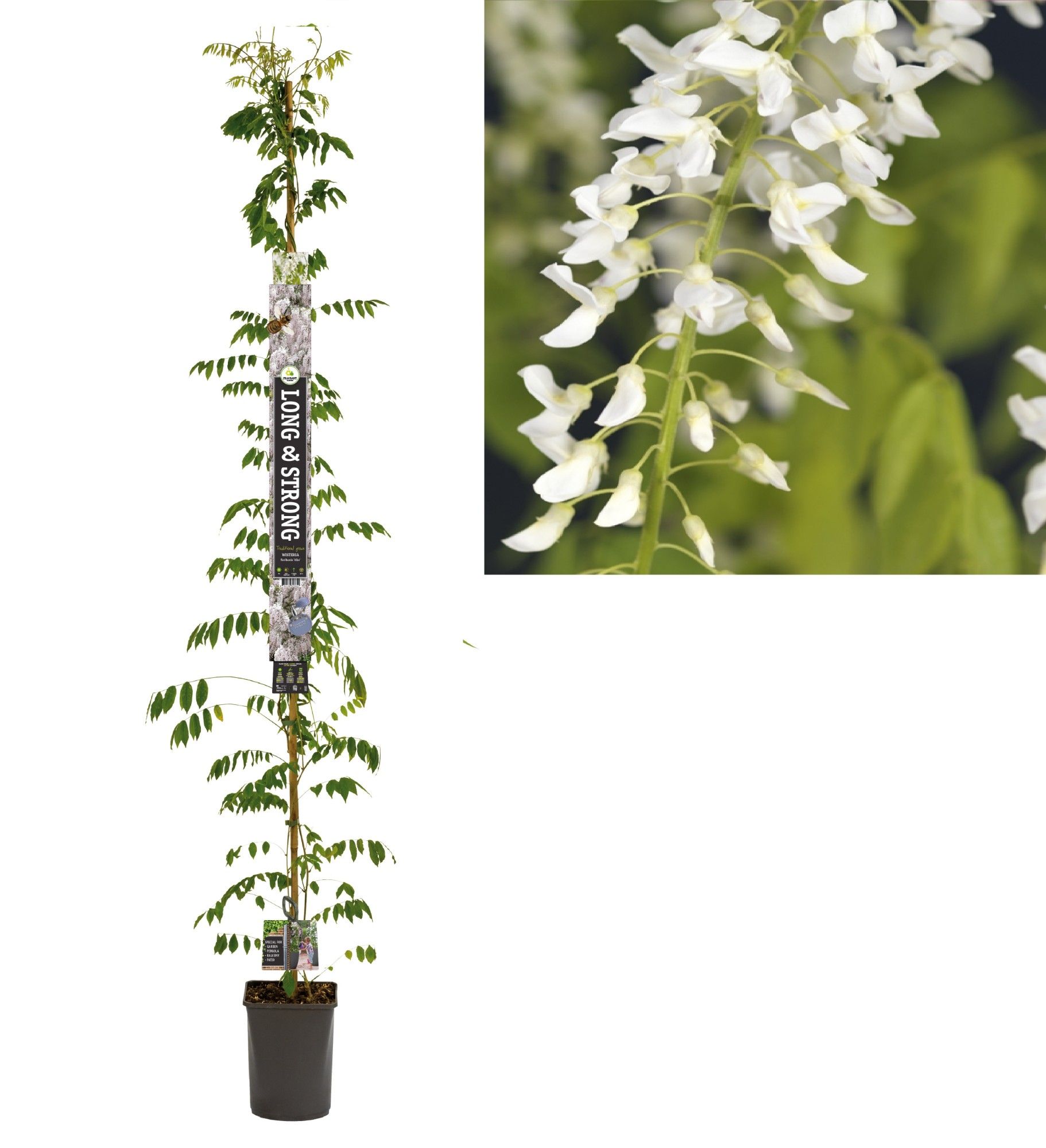 Wisteria floribunda 'Alba' +Long & strong label, D 23 cm