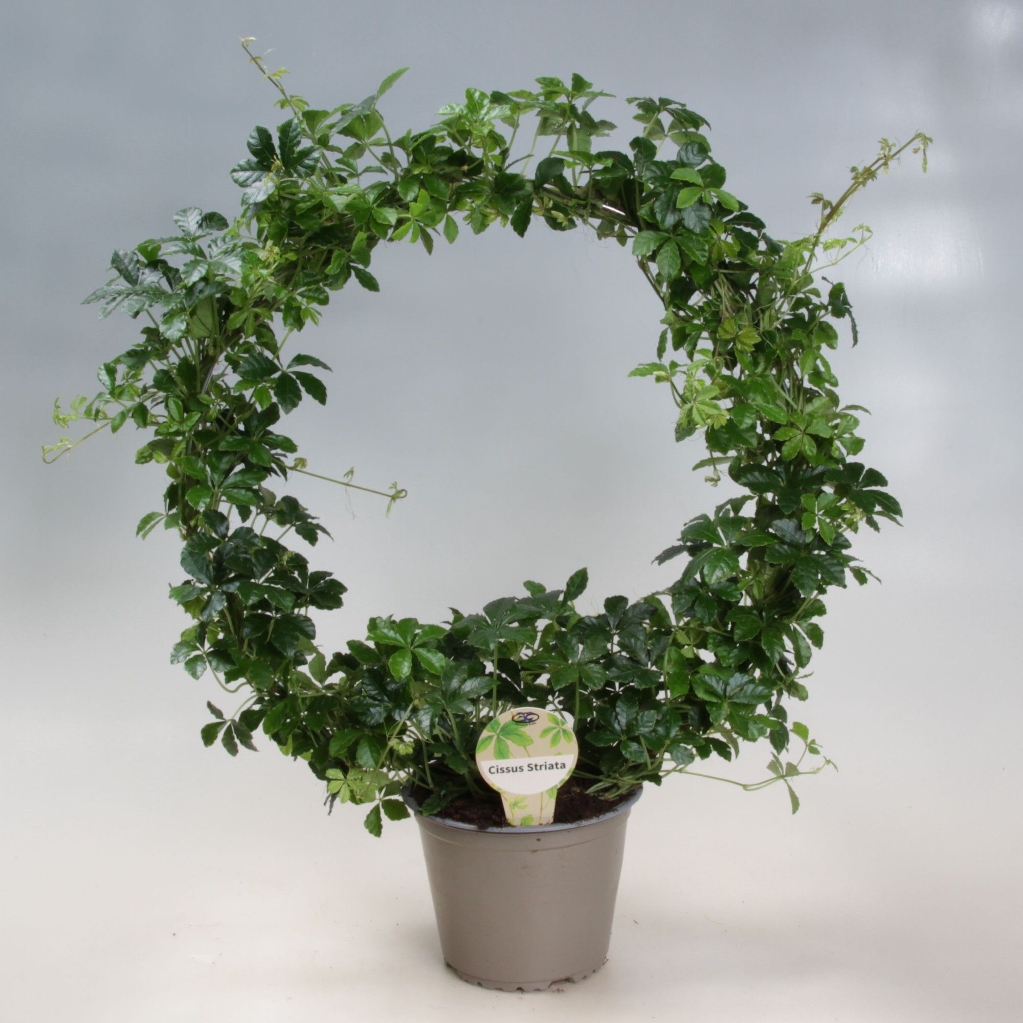 Cissus Striata boog 14 cm, D 14