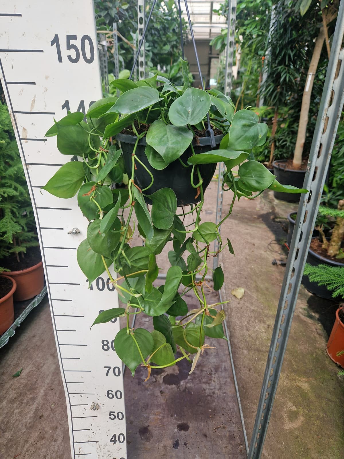 Philodendron Scandens hangplant 60, D 23