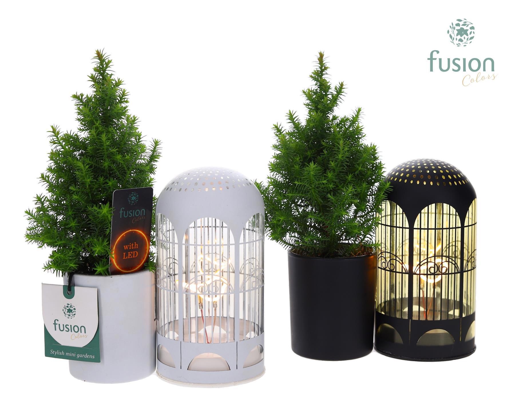 LED Lichtbal Vogels glazen planter met Chamaecyparis., D 17