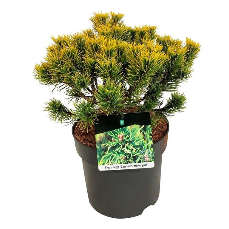 Pinus mugo 'Carsten's Wintergold', D 26 cm