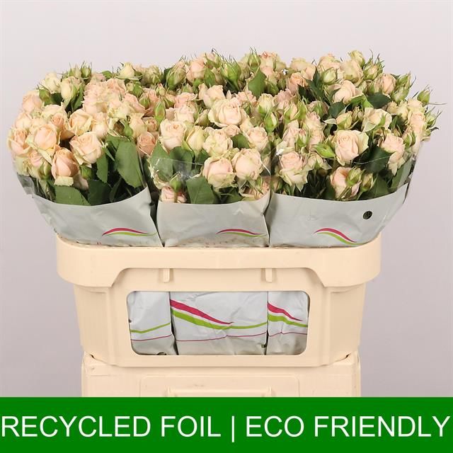 Роза куст. Тринити 70, шт.