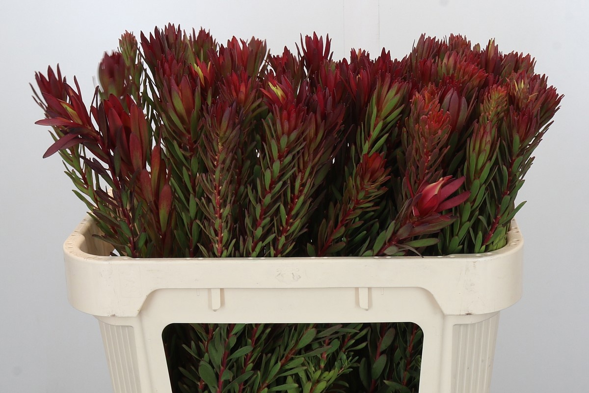 Леукадендрон Сафари Сансет 70 (красн.), шт.