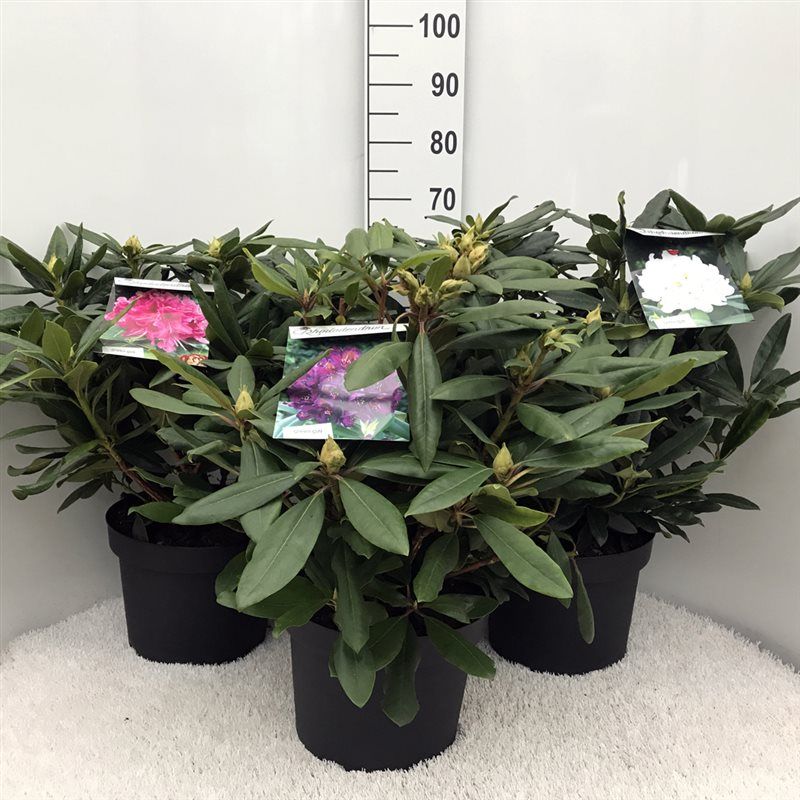 Rhodo. Hybride in mix soorten 50-60cm, D 29