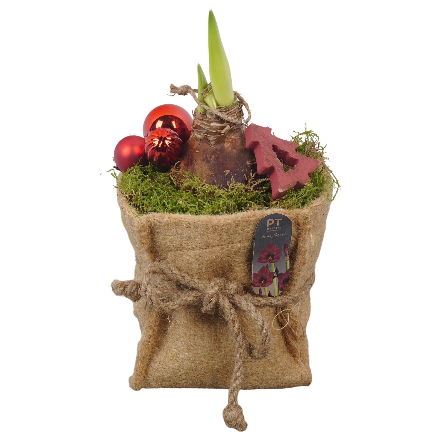 PTACH2550 Arrangement Amaryllis Christmas in jute zak, D 13