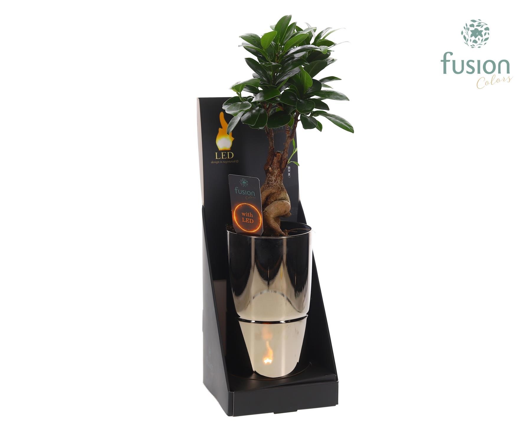 Glas tube Led planter groot met Ficus microcarpa, D 11 cm