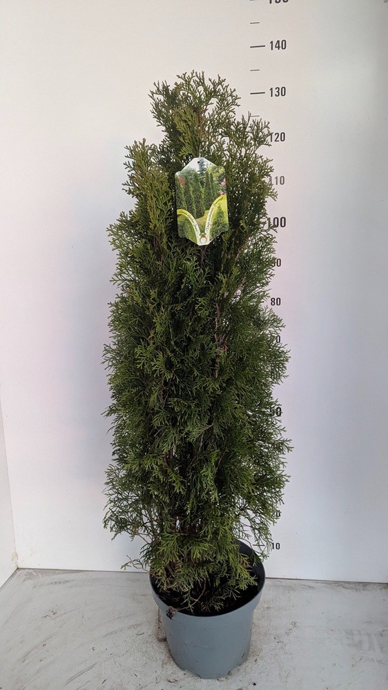 Thuja occid. 'Smaragd', D 27