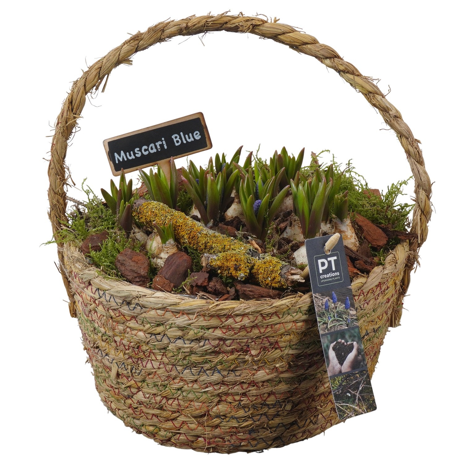 PTMB6193 Arrangement Muscari Blue in riet mand, D 22