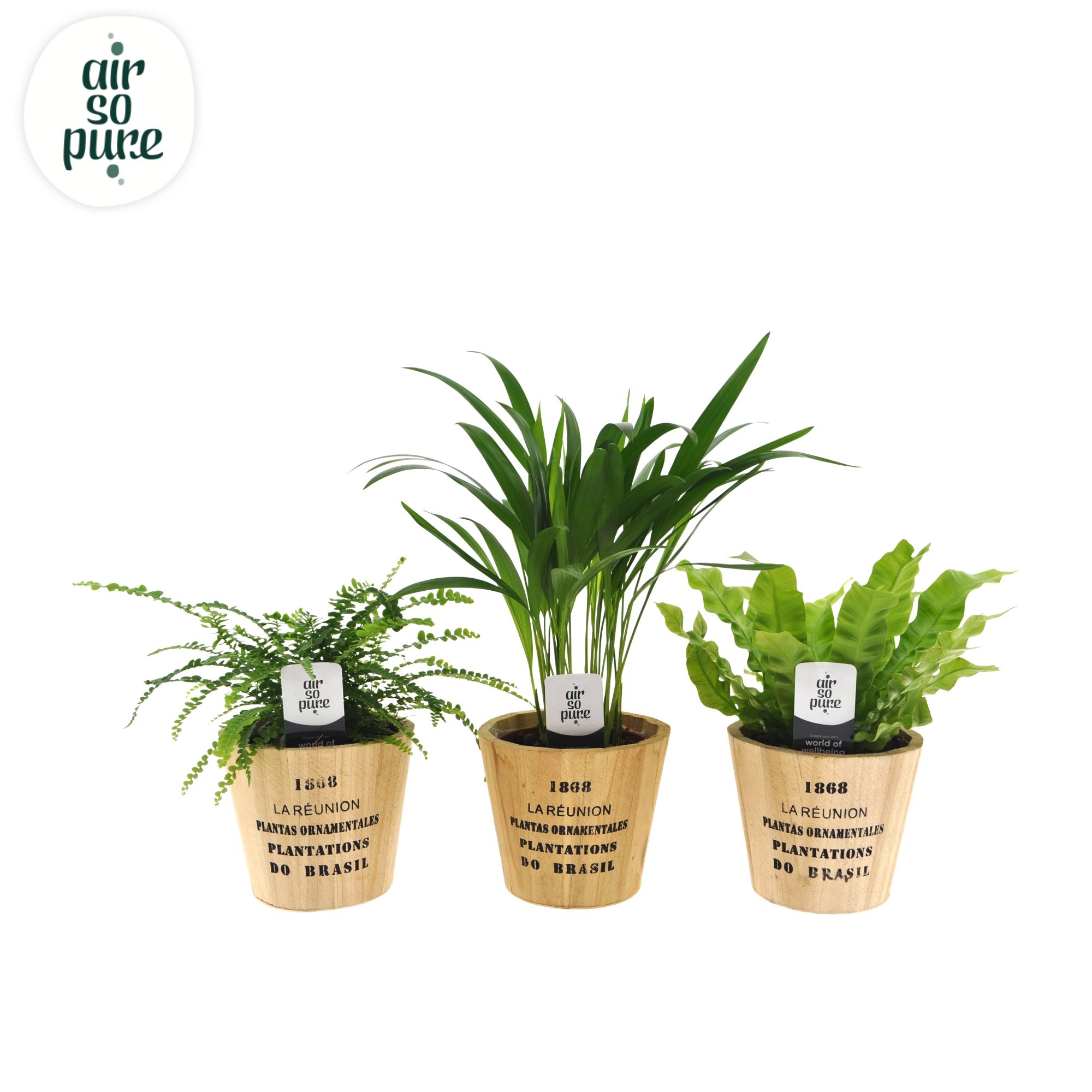 Air so pure mix in Nairobi pot, D 12