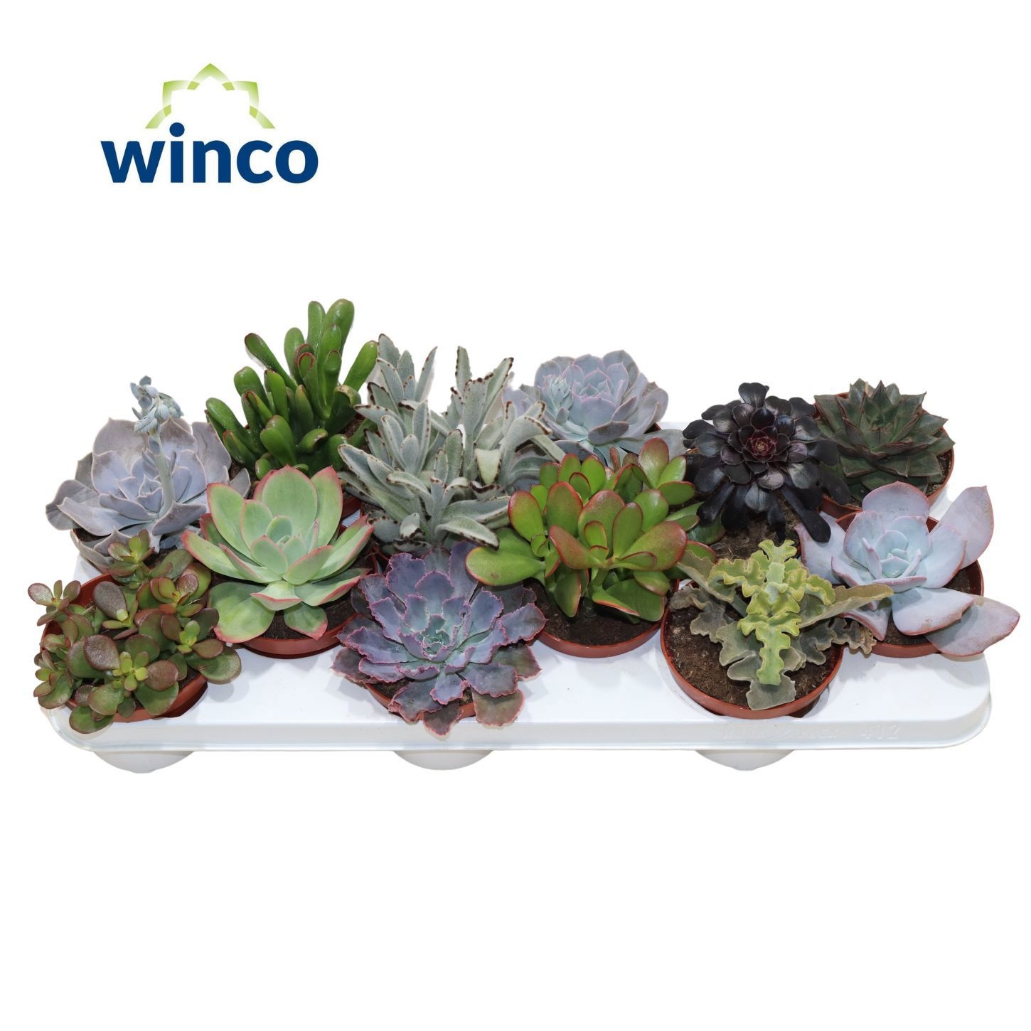 Succulenten Mix, D 10,5