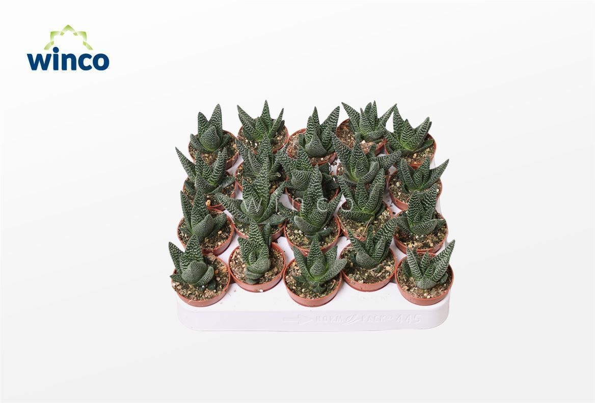 Haworthia Royal Highness, D 5,5