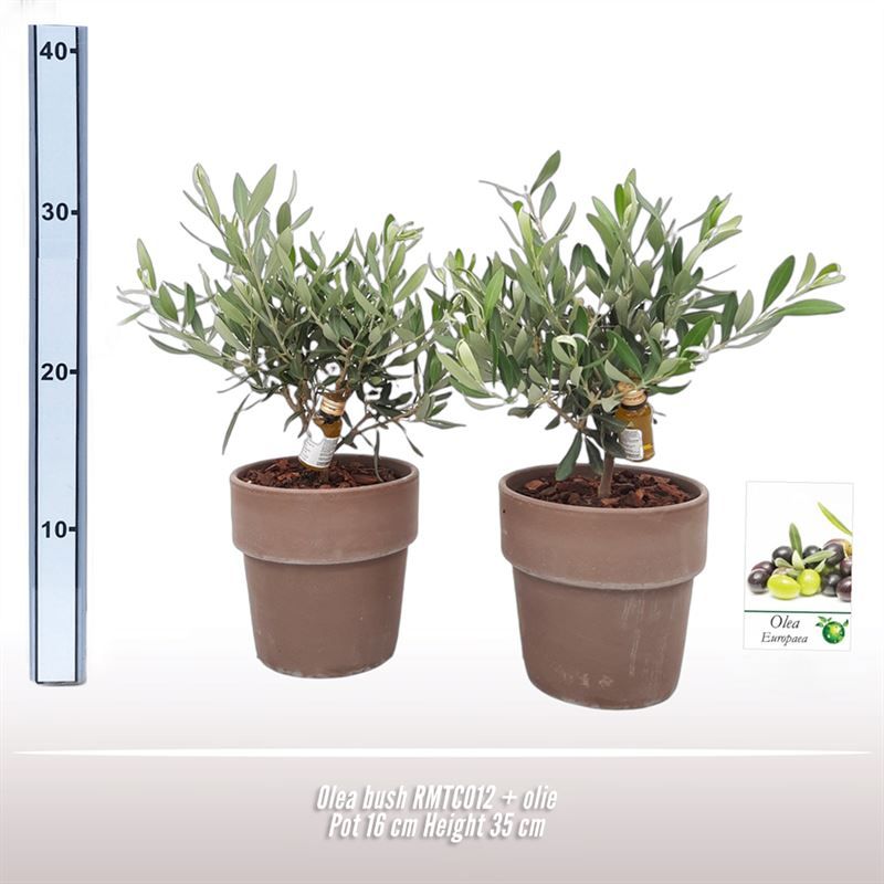 Olea struik 16cm NL RMTC012, D 16 cm