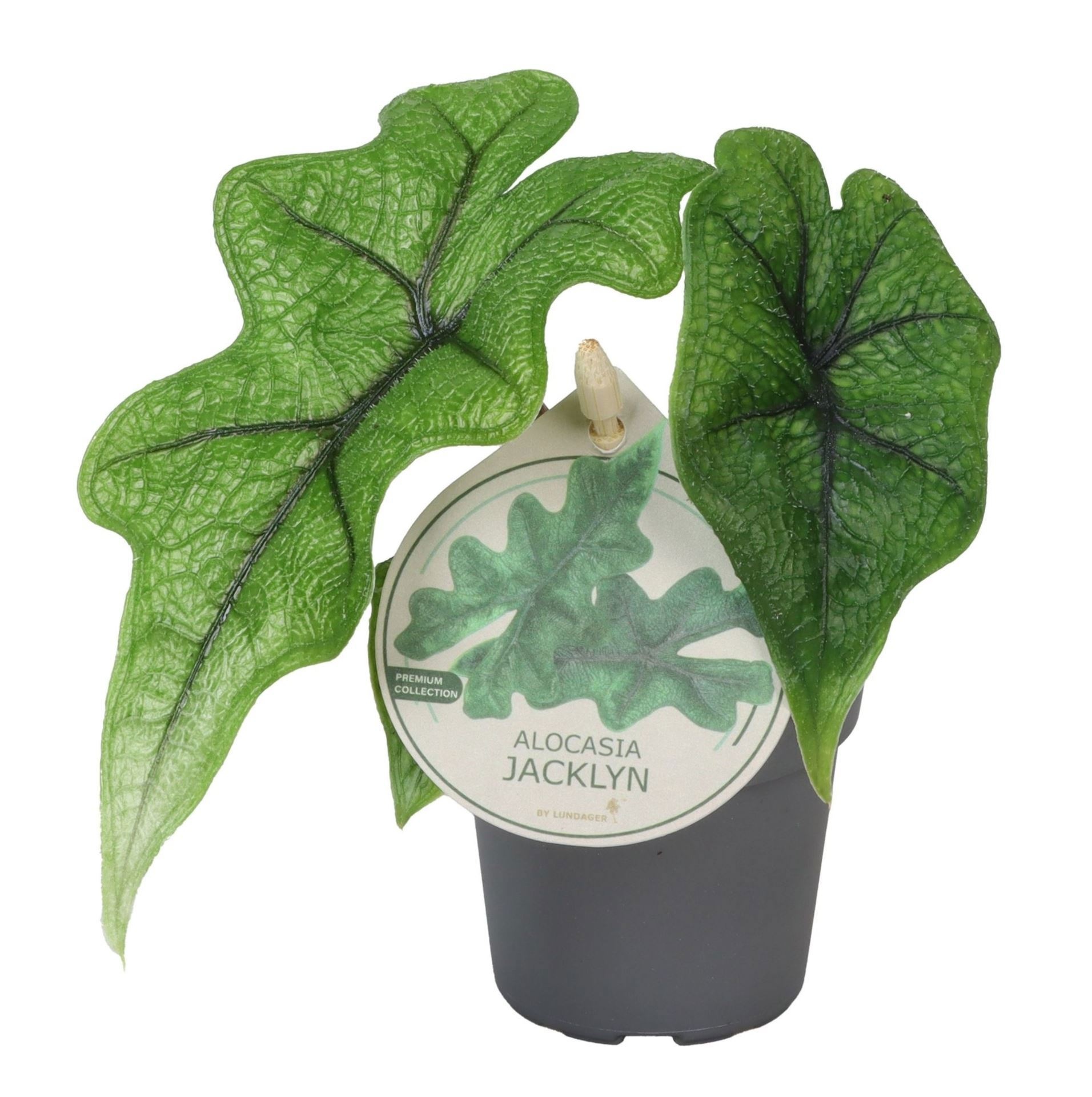 Alocasia Jacklyn W. Label 6 cm, D 6