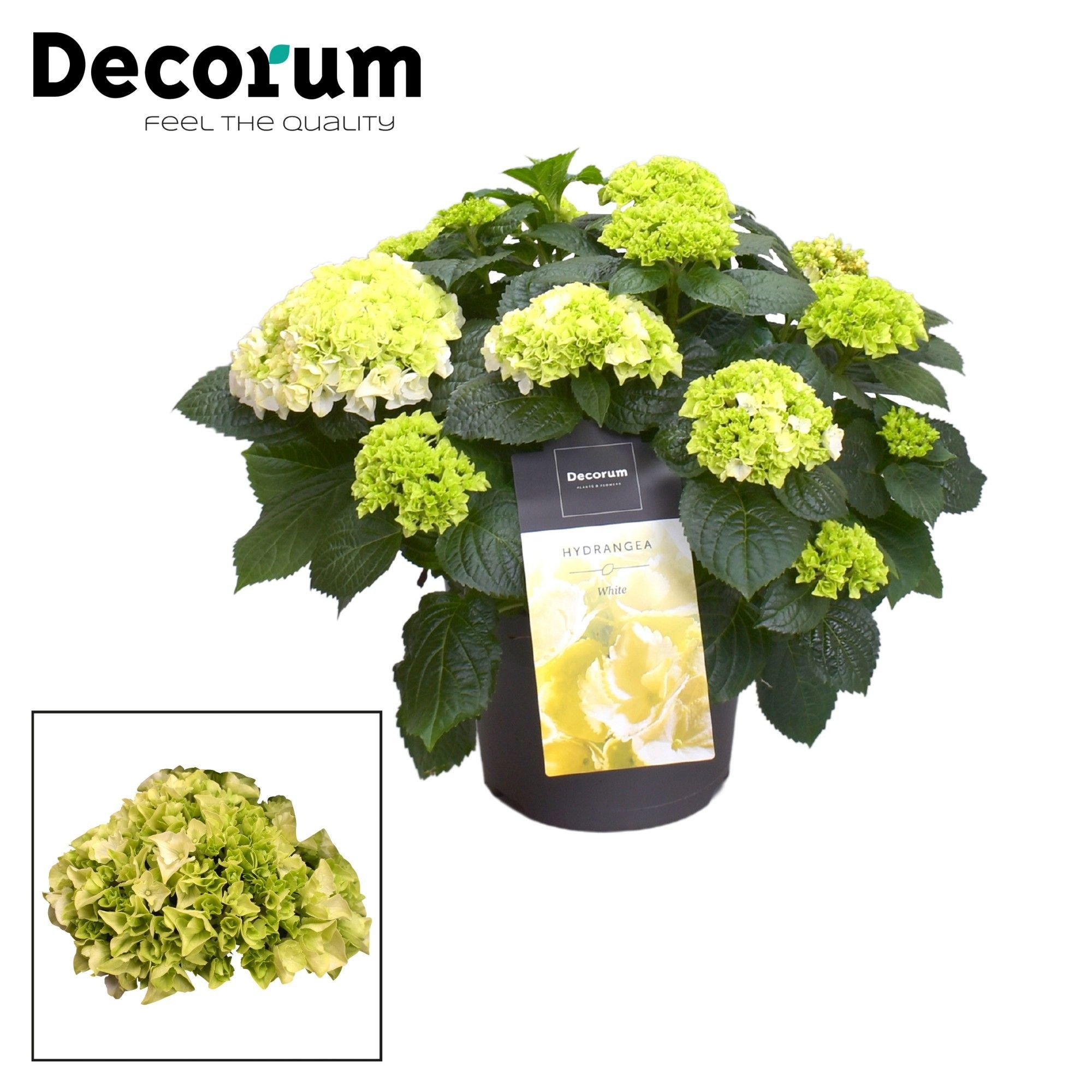 Hydrangea Bol White 7 - 12 kop (Decorum), D 23