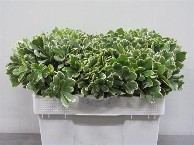 Питтоспорум Илан 40 (зелено-бел.), шт.