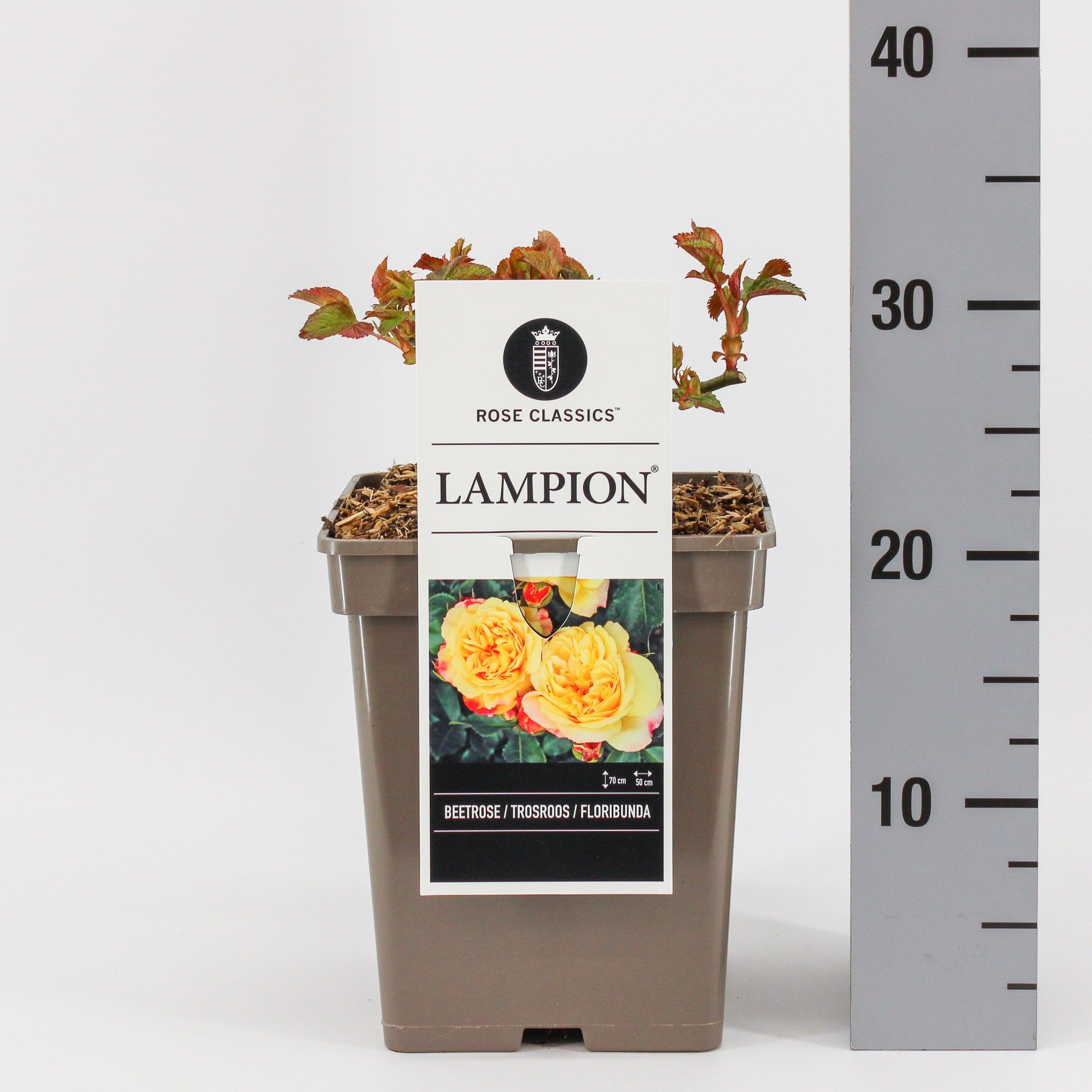 Rosa (F) Lampion ®, C5, D 23 cm