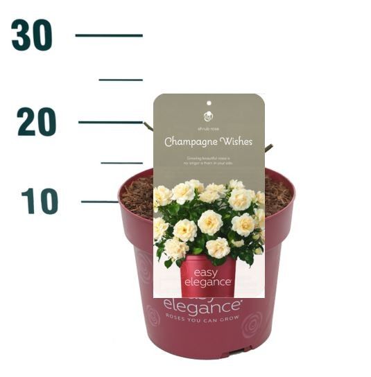 Rosa 'Champagne Wishes' - Struik - P19 - Easy Elegance, D 19