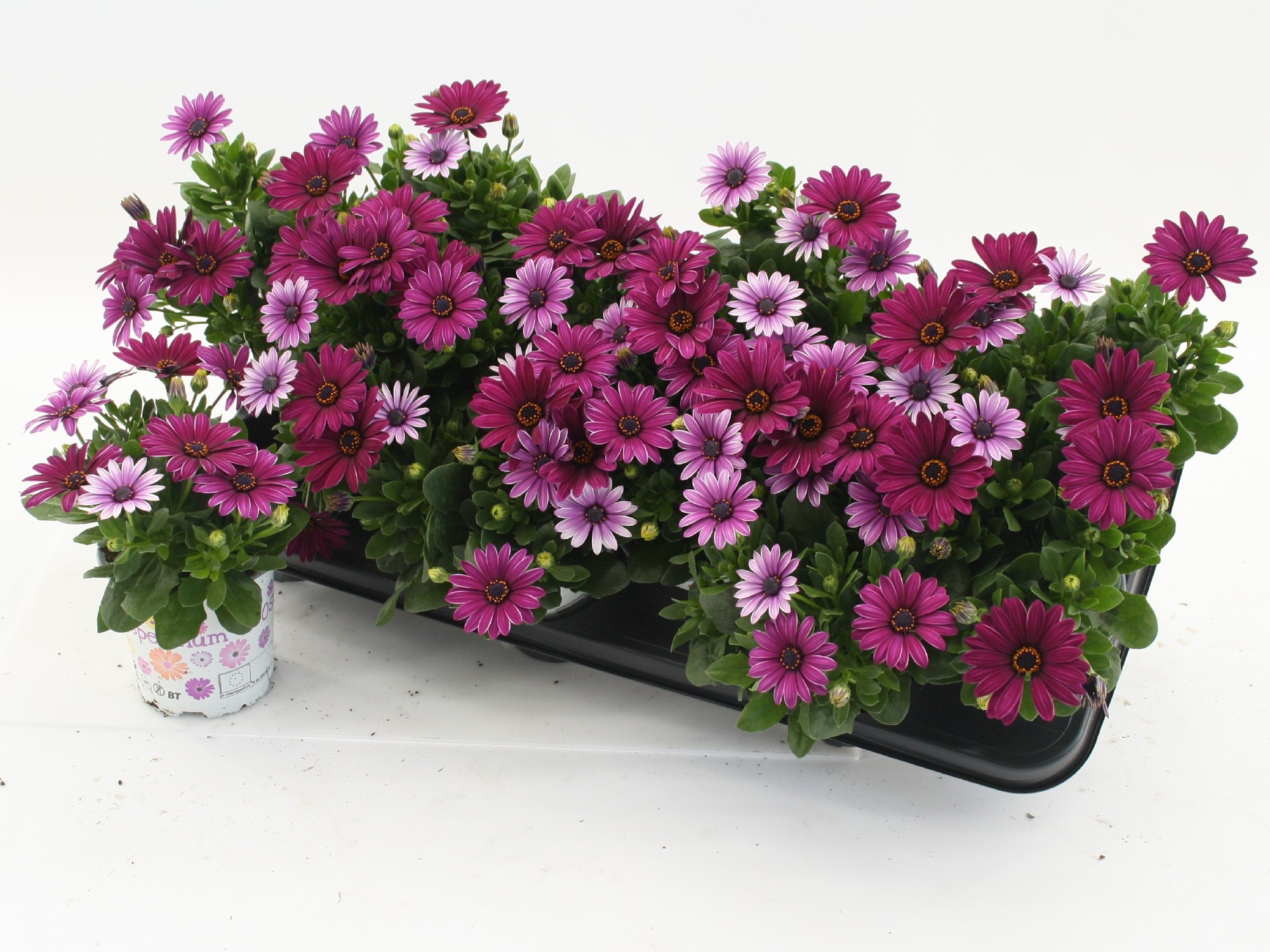 Osteospermum Purple, D 10,5
