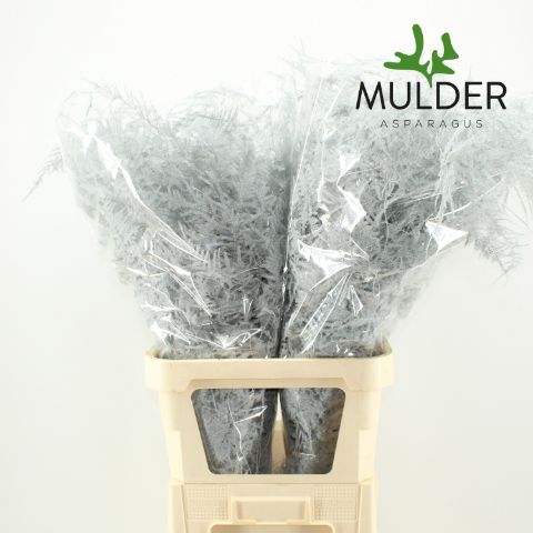 Аспарагус Овериг Крашеный (краш. ) 85, шт.