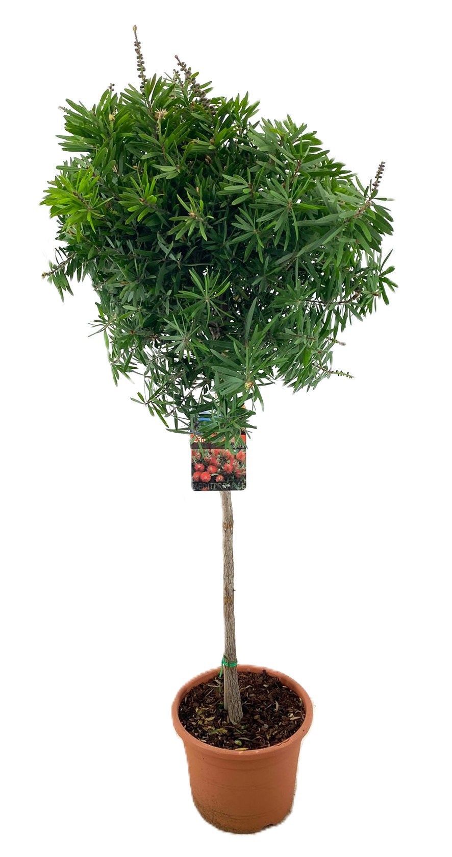 Callistemon masotti, D 26