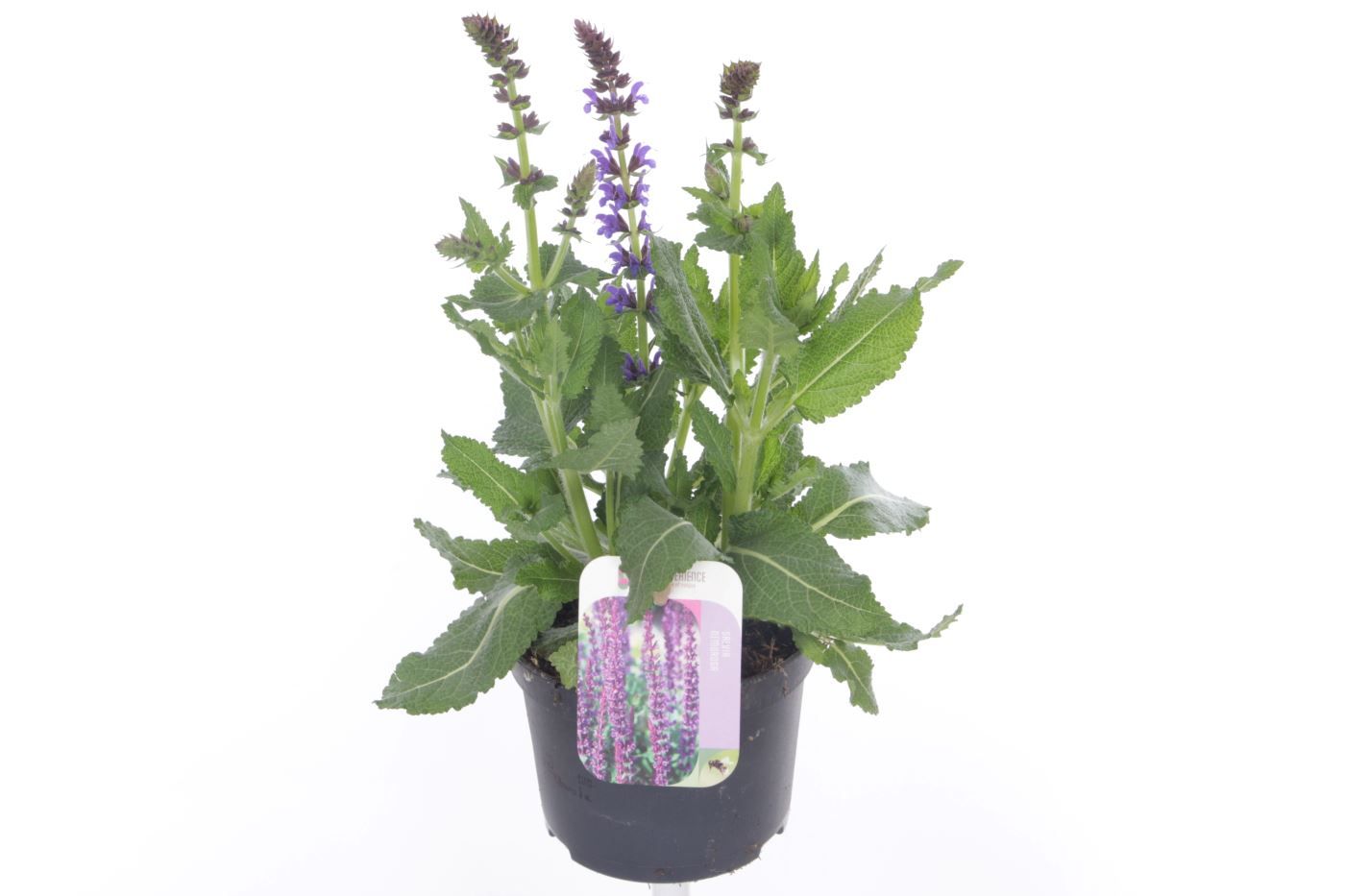 Salvia sylv. april night, D 13