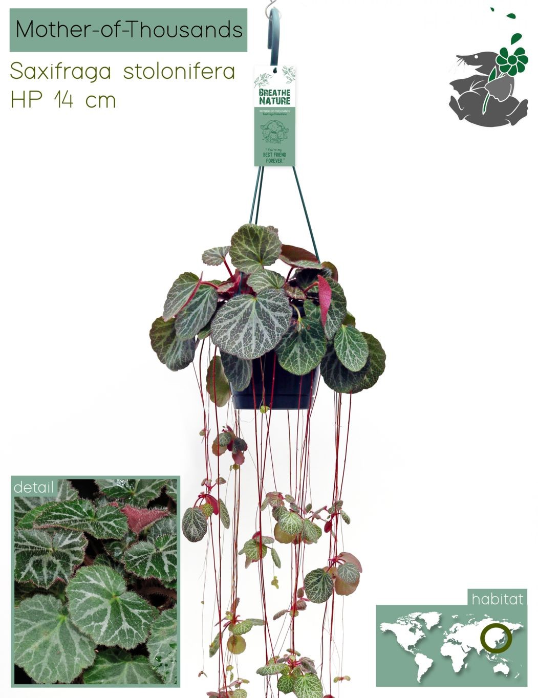 Saxifraga Stolonifera HP14, D 14