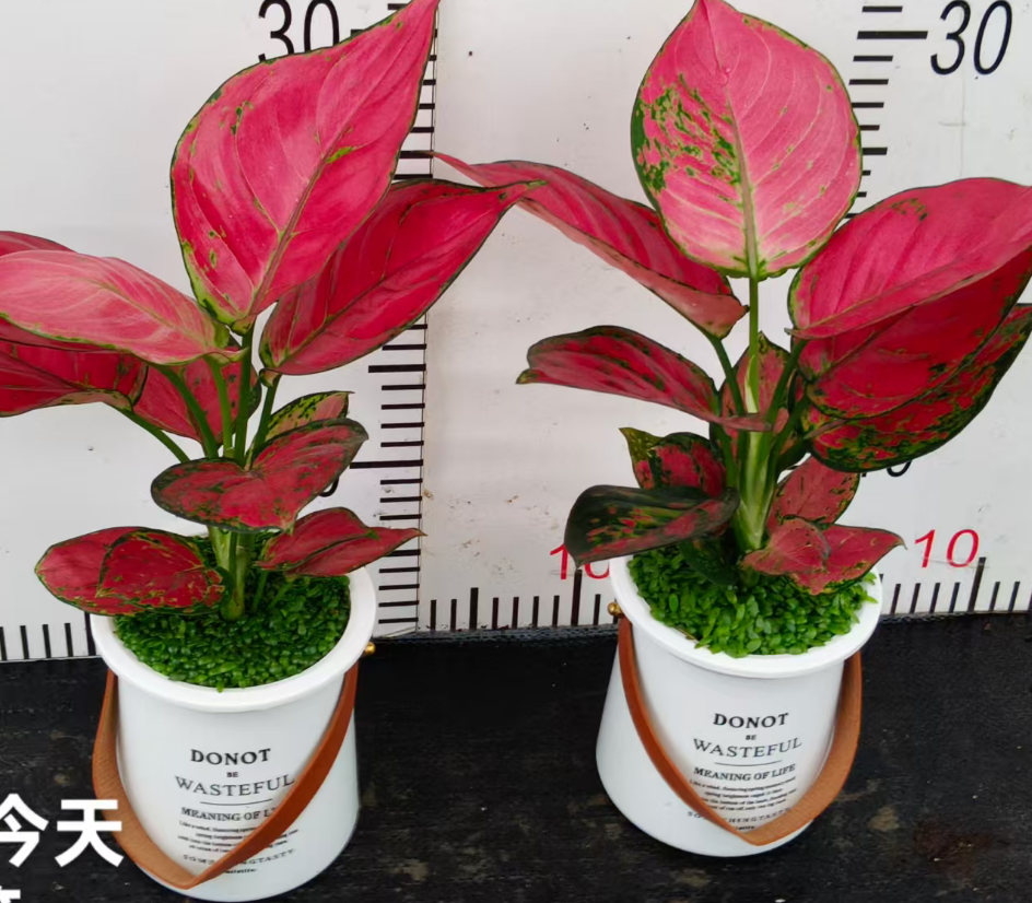 Аглаонема тодай'с Поттед Руйи Мини Форест 11 30