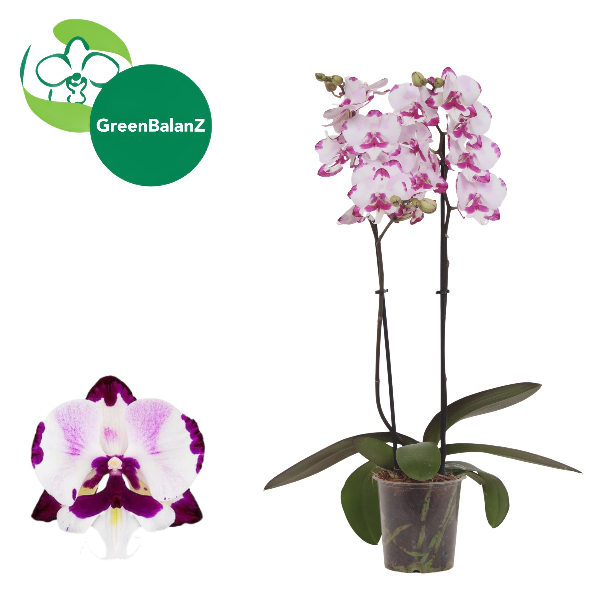 DesignZ - Epic 2 tak, D 12