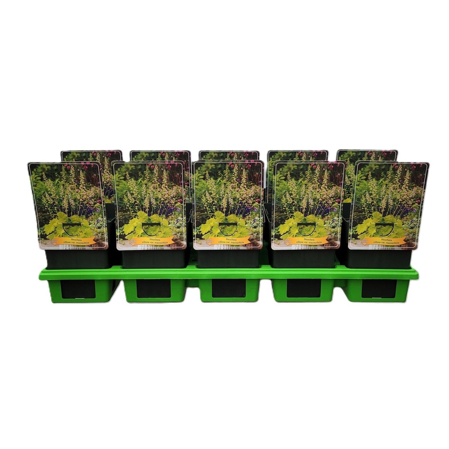 Heuchera Villosa var. macrorrhiza P11, D 11