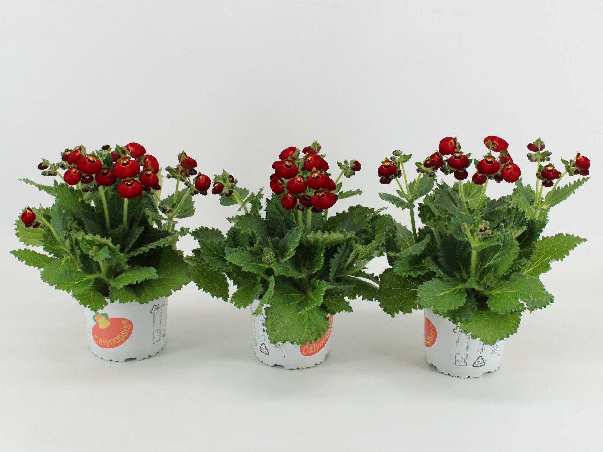 Calceolaria Calynopsis Rood, D 15