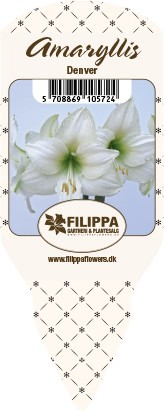 HIPPEASTRUM-HYBRID DENVER WHITE, D 13 cm