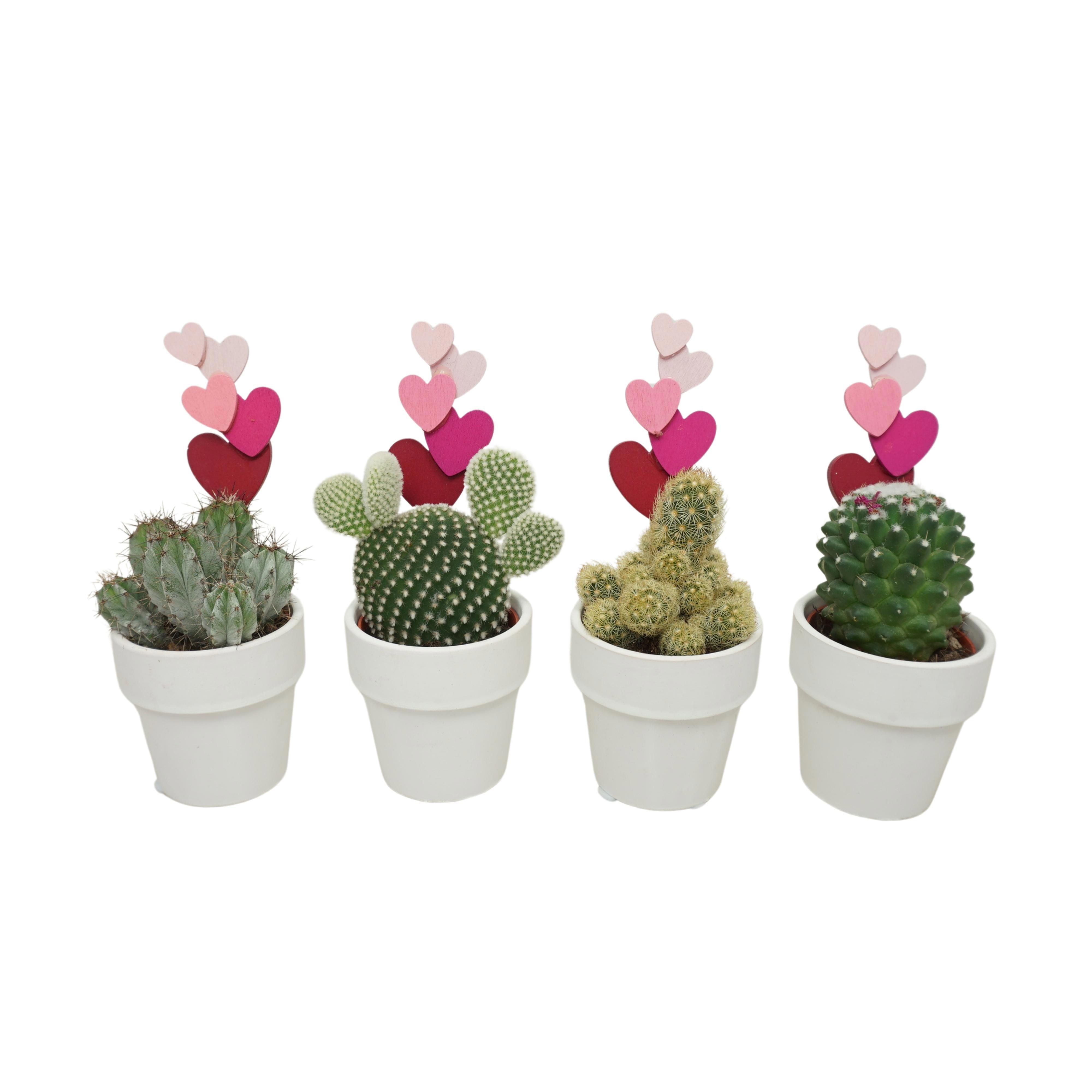 Cactus mix in 6 cm 'Wit Kraagpotje' met roze hartjes, D 5,5