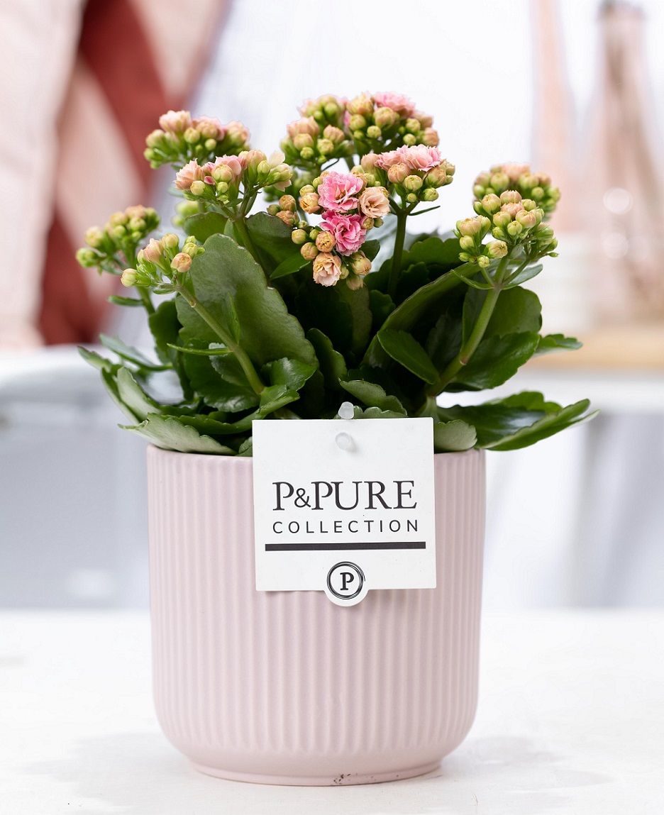 Kalanchoe pink in P&PURE Sophie ceramics pink, D 12