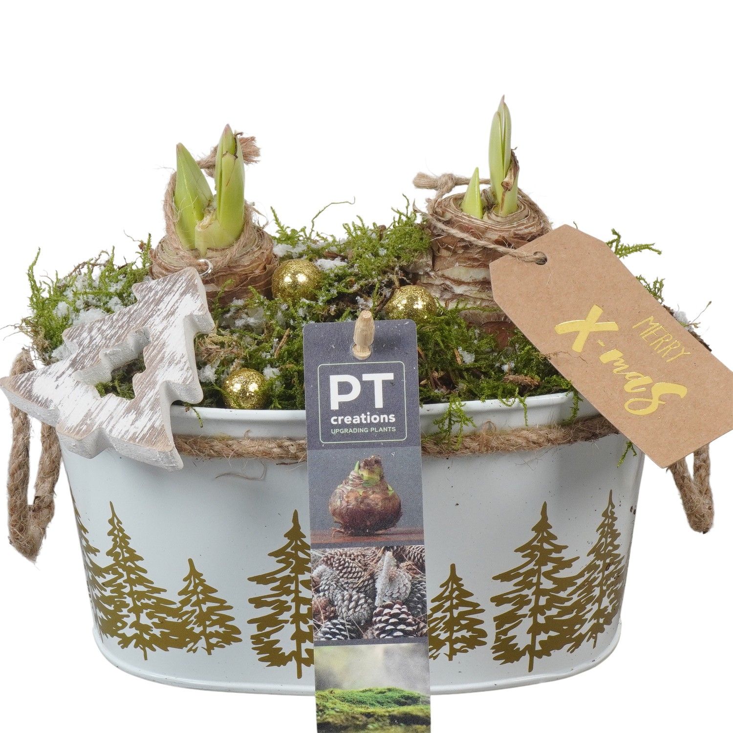 PTACH5864 Arrangement Amaryllis Christmas in metalen pot, D 18 cm