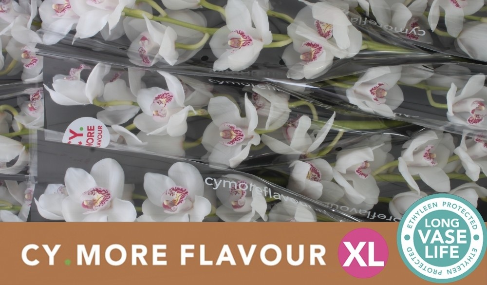 Цимбидиум Ванити x9 60, шт.