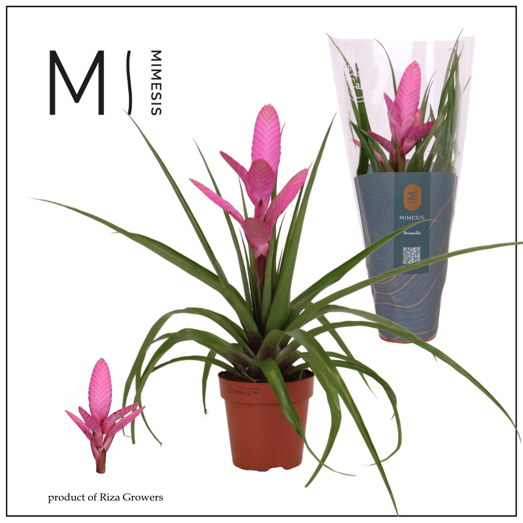 Tillandsia Antonio - 12cm | Mimesis, D 12