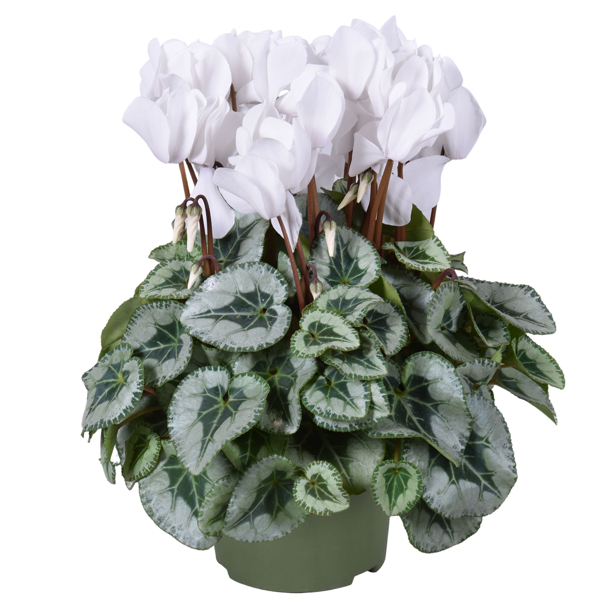 Cyclamen Metalis Decora wit, D 13 cm