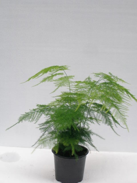 ASPARAGUS SETACEUS 'PLUMOSUS', D 12 cm